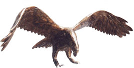 aigle